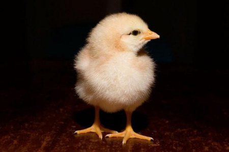 Чим годувати курчат у перші дні життя
