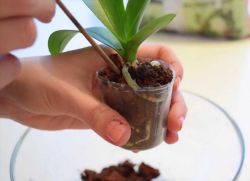 Як правильно пересадити орхідею в домашніх умовах?