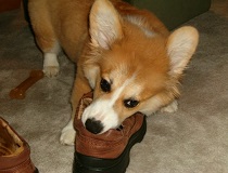 Собака гризе взуття. Як відучити?