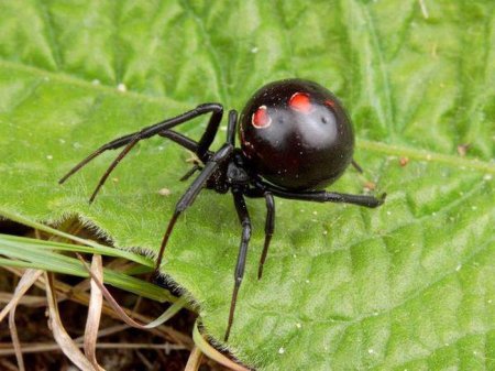  " " (Black Spider): , , 