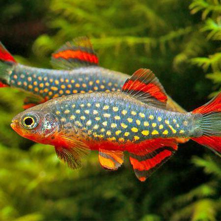 Акваріумна рибка расбора: опис, утримання, розмноження та відгуки
