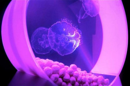 Акваріум з медузами: опис, особливості змісту, рекомендації та відгуки