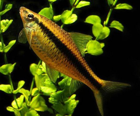 Акваріумна рибка водорослеед: опис, особливості утримання, догляд та відгуки