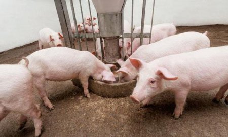 Біодобавки та стимулятори росту свиней: огляд, склад, особливості застосування та відгуки