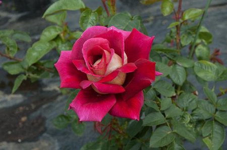 Королева саду троянда Кроненбург
