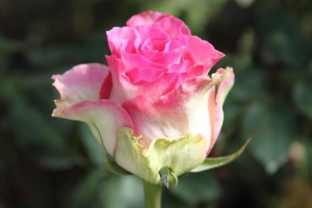Малібу - роза, повна ніжності і чарівності