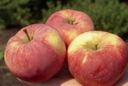 Орловим - яблуня річного дозрівання плодів. Опис культури
