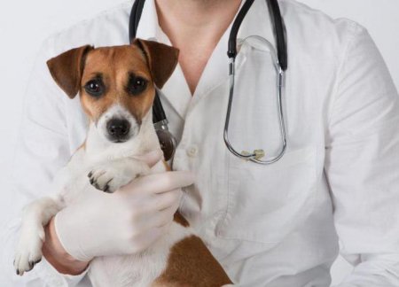 Папілома у собак: види, лікування