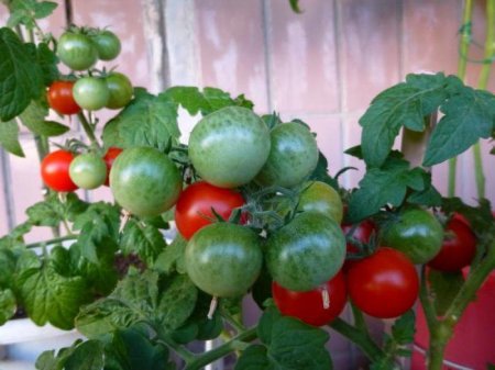 Піноккіо (томат): опис сорту, догляд, вирощування