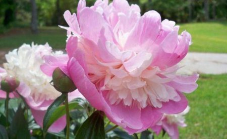 Півонія Сорбет: розкішний красень середніх строків цвітіння