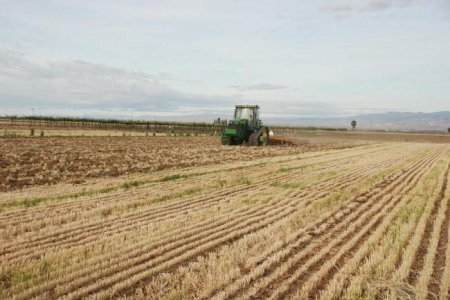  "-" (No-till) -    .  