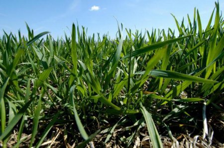  "-" (No-till) -    .  