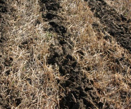  "-" (No-till) -    .  