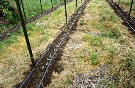  "-" (No-till) -    .  