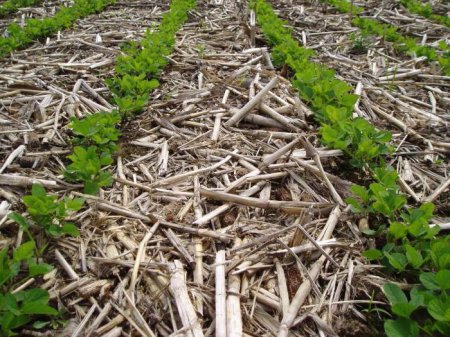  "-" (No-till) -    .  