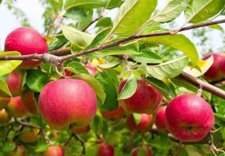 Яблука "Олена": яблуня та її опис, догляд за деревом
