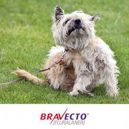   Bravecto ("")  : , , 