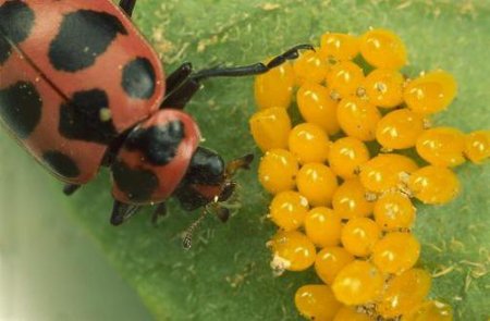 Хто їсть колорадського жука? Головні природні вороги шкідника