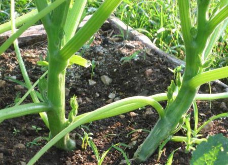 "Фармайод": інструкція по застосуванню для дезінфекції рослин і ґрунту
