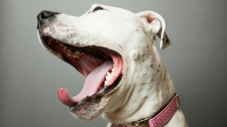 Чому пахне з рота у собаки? Причини неприємного запаху