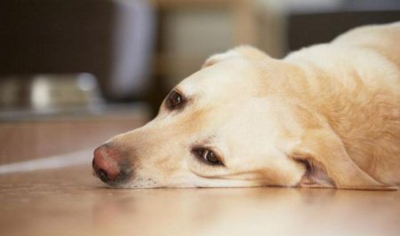 "Диронет" для собак: інструкція по застосуванню та відгуки