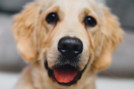 Профілактика смертельних захворювань у собак: вакцина «Эурикан». Інструкція із застосування, побічні ефекти