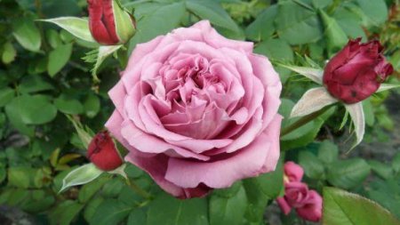    (Claude Brasseur): , ,   