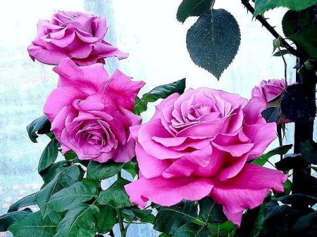    (Claude Brasseur): , ,   