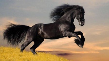 Що говорить сонник: кінь чорний до чого сниться? Значення та тлумачення сновидіння