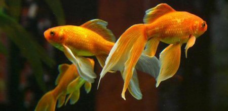 Скільки живуть золоті рибки в акваріумі?
