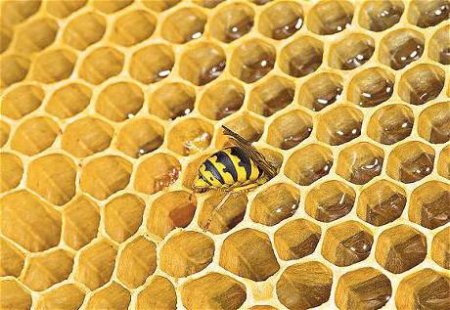 Існує осину мед?