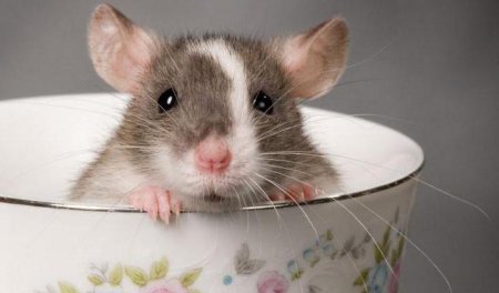 Як доглядати за декоративною пацюком? Кращі імена для щурів