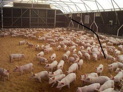 "Нетто-Пласт", ферментаційна підстилка: відгуки, інструкція, фото "Нетто-Пласт", ферментаційна підстилка: відгуки, інструкція, фото