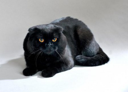 Чорний висловухий кіт: опис породи