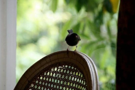 Народні прикмети про птахів: про що попереджають пернаті посланці?