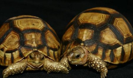 Середньоазіатська черепаха: утримання та догляд в домашніх умовах