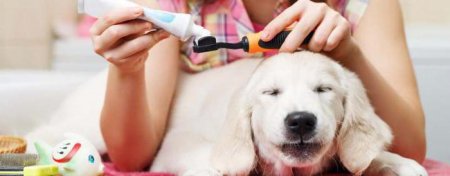 Як в домашніх умовах почистити зуби собаки? Набір для чищення зубів для собак
