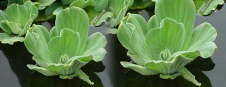 Акваріумна рослина пістія, або водяний салат: опис, фото, зміст