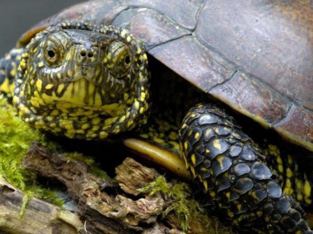 Чим годувати болотну черепаху в домашніх умовах?
