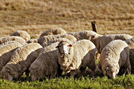 Тонкорунні породи овець: опис та характеристика