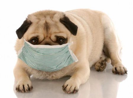 Застуда у собак: симптоми і лікування