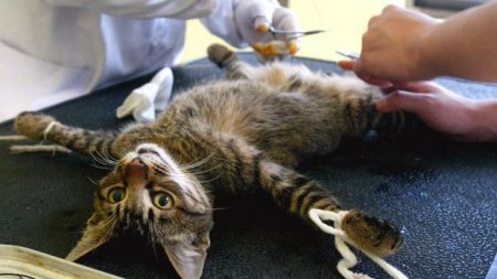 Обробка швів після стерилізації кішки. Поради ветеринара по догляду за кішкою після стерилізації