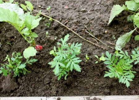 Чорнобривці - вирощування з насіння, коли садити на розсаду, догляд та вирощування