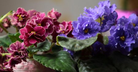 Фіалки - як доглядати щоб цвіла в домашніх умовах, чим можна підгодувати?