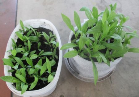 Флокс Друммонда - вирощування з насіння, коли садити на розсаду, як правильно посіяти?