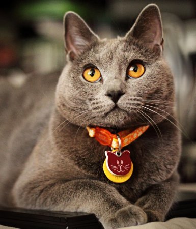 Кішки породи шартрез: опис, стандарти, характер, особливості змісту