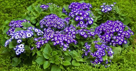 Квітка цинерарія - вирощування і догляд, посадка з насіння в домашніх умовах