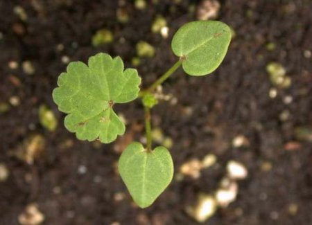 Лаватера - вирощування з насіння, коли садити на розсаду, посадка і догляд