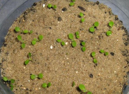 Обрієта - вирощування з насіння, коли садити на розсаду в домашніх умовах?