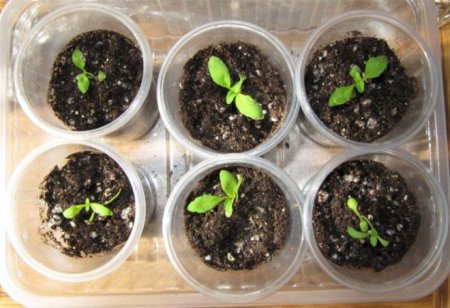 Обрієта - вирощування з насіння, коли садити на розсаду в домашніх умовах?